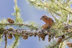 Kruisbek-man-01-DeNoiseAI-severe-noise-Kopie