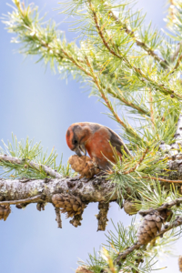 Kruisbek-man-03-DeNoiseAI-severe-noise