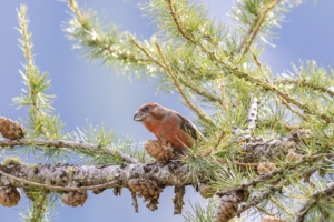 Kruisbek-man-04-versie-1.0-Kopie