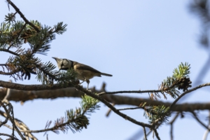 Kuifmees-DeNoiseAI-severe-noise-Kopie